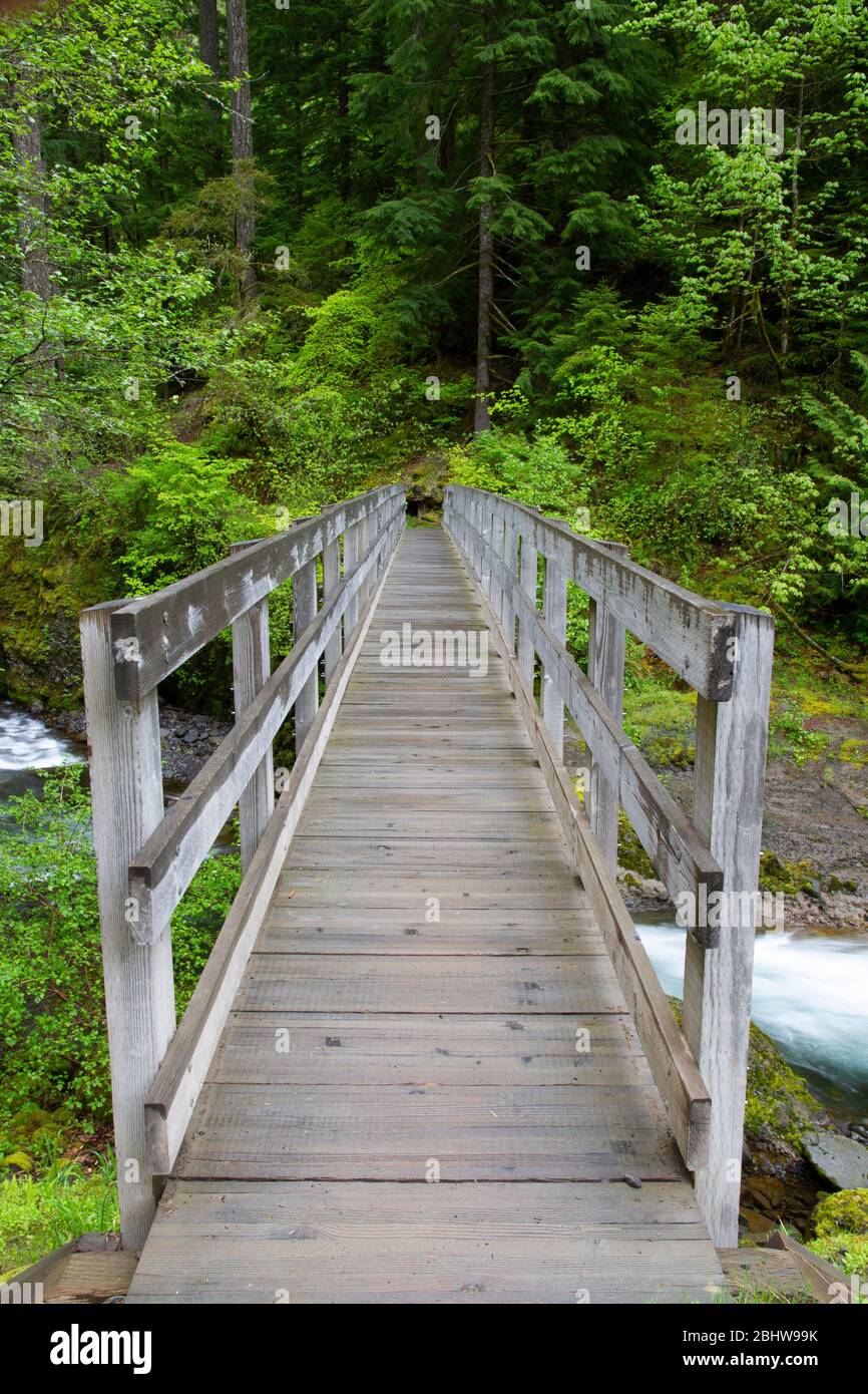 Hölzerne Wegbrücke über den Tanner Creek, die in einen üppigen grünen Wald in Oregon führt Stockfoto