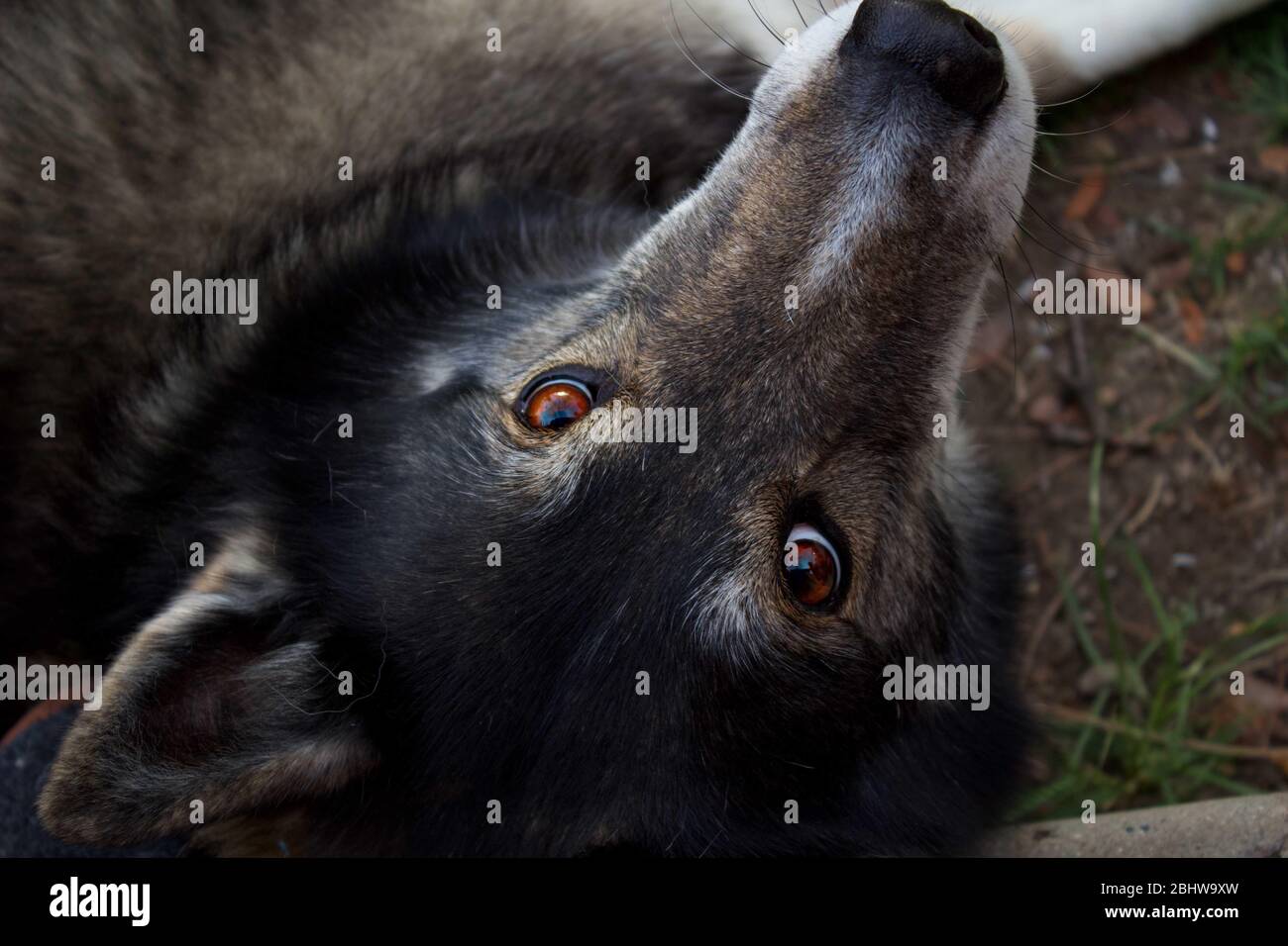 Liebevolle Augen eines flauschigen Husky Stockfoto