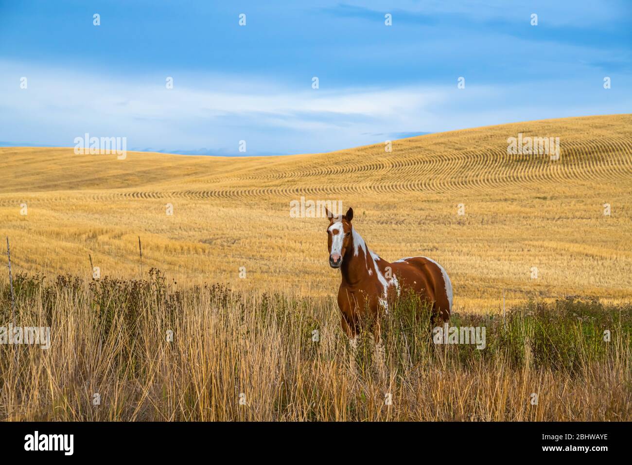 Appaloosa Pferd im Goldenen Weizenfeld von Palouse, Washington State Stockfoto