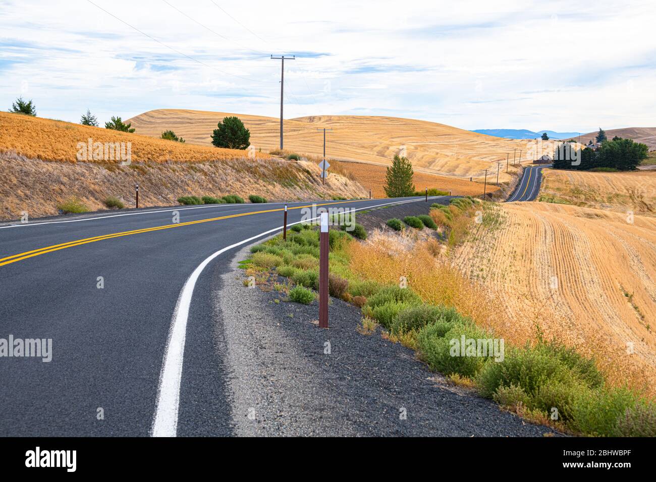 Die ländliche Straße schlängelt sich durch die rollenden goldenen Gerstenfelder Stockfoto