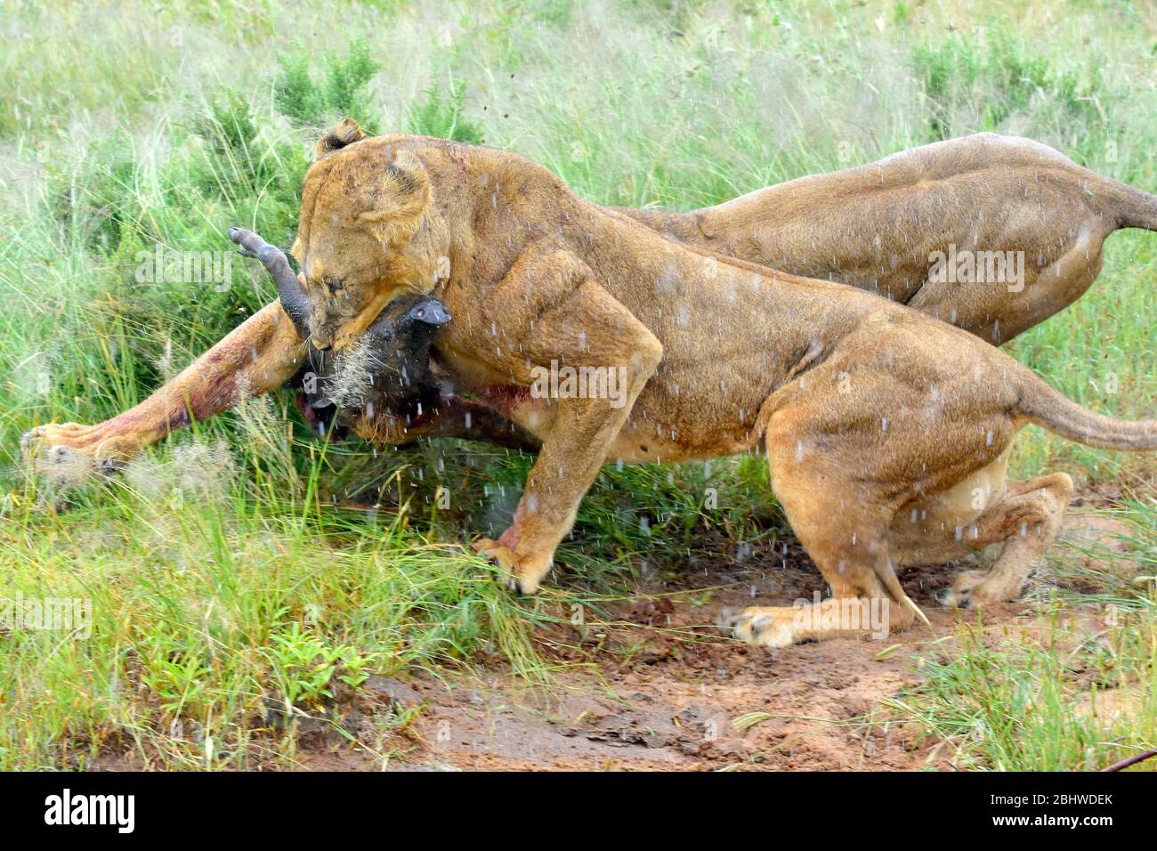 2 Löwinnen ringen um Warzenschwein bei Regen, Samburu, Kenia Stockfoto