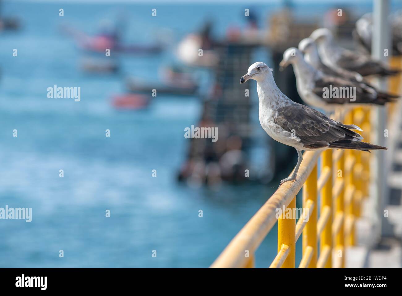 Opportunistische Möwen stehen über einem gelben Geländer und schauen auf das Meerwasser und warten auf ihre Angelei im Pazifischen Ozean bei Taltal Stockfoto