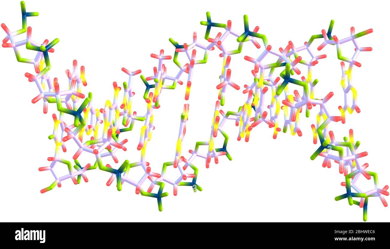DNA-Helix-Molekül auf weiß Stockfoto