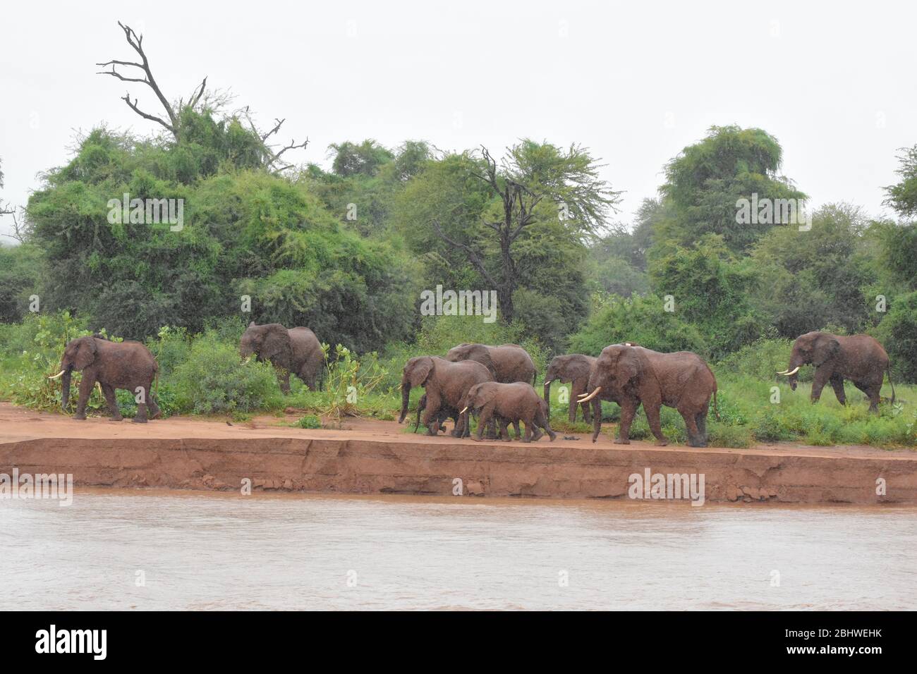 Herde afrikanischer Elefanten am grünen Flussufer des Ewaso Nyiro Flusses in Buffalo Springs, Kenia Stockfoto