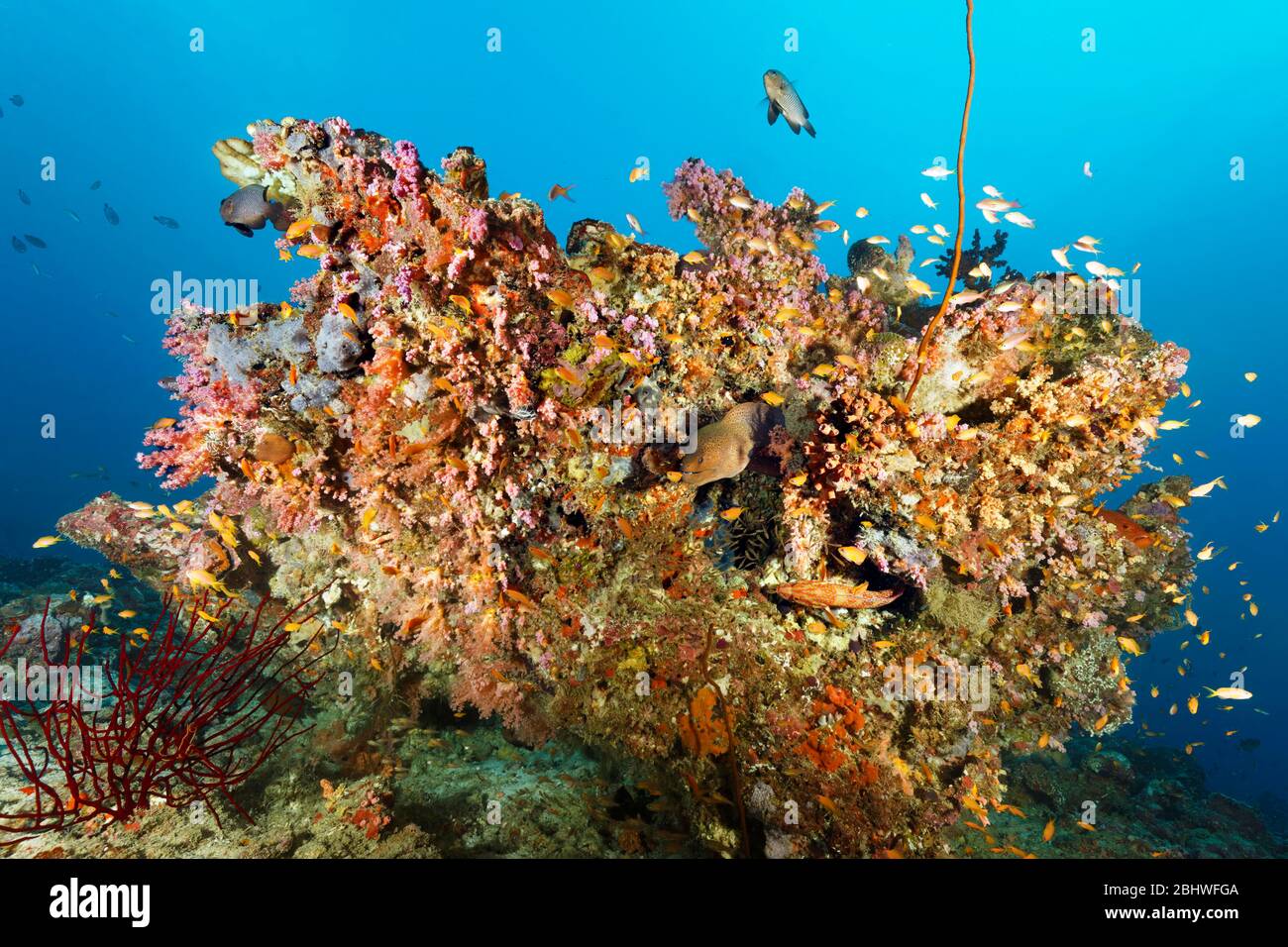 Die Riesenmorai (Gymnothorax javanicus) blickt aus einem Korallenblock, dicht mit verschiedenen Korallen (Anthozoa) bedeckt, Indischer Ozean, Nordmännchen Stockfoto