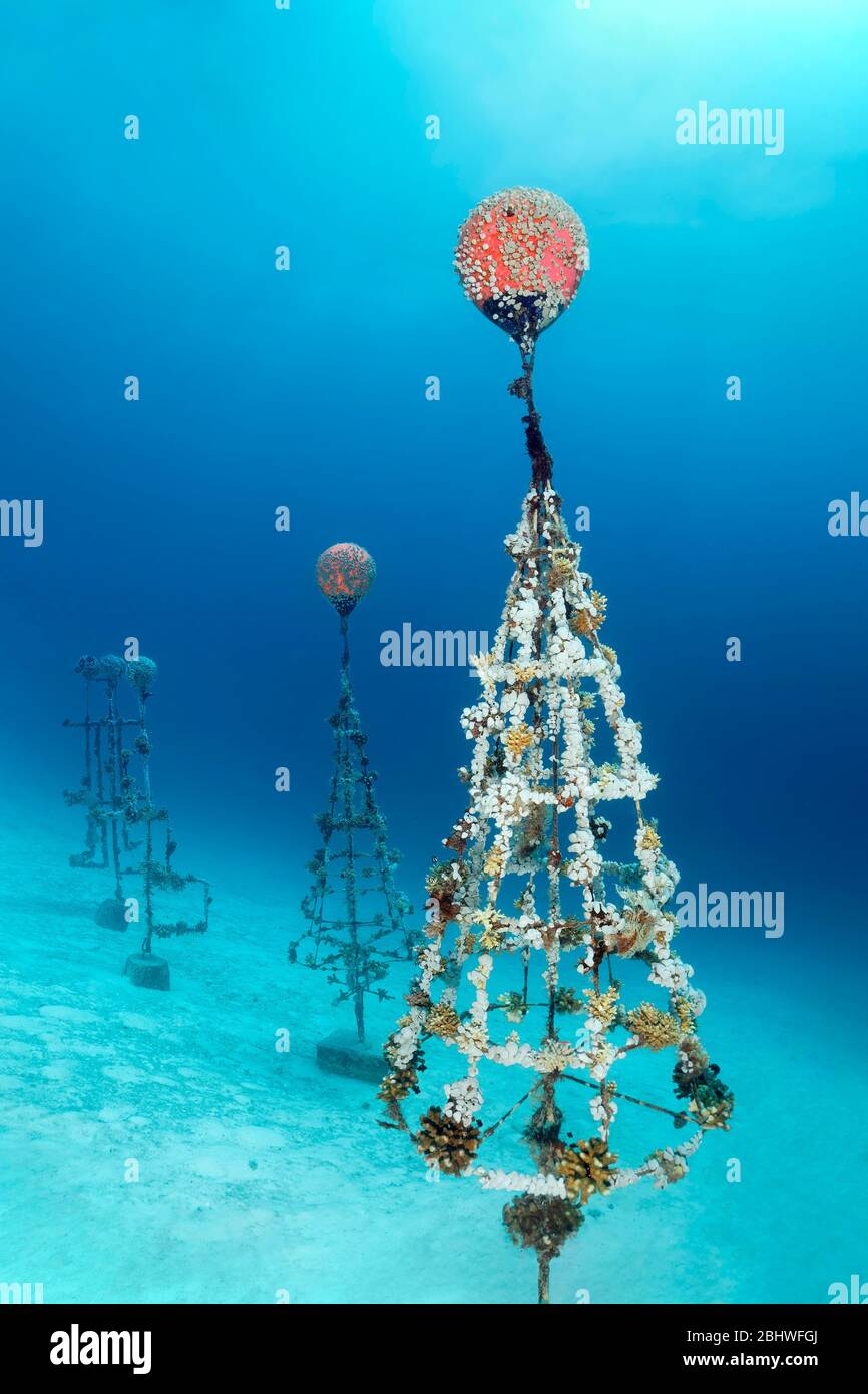 Korallenzucht von Steinkorallen (Scleractinia) auf Metallrahmen, Schwarm verschiedener Damiseli (Pomacentridae), Hausriff Sommerinsel, Indischer Ozean Stockfoto