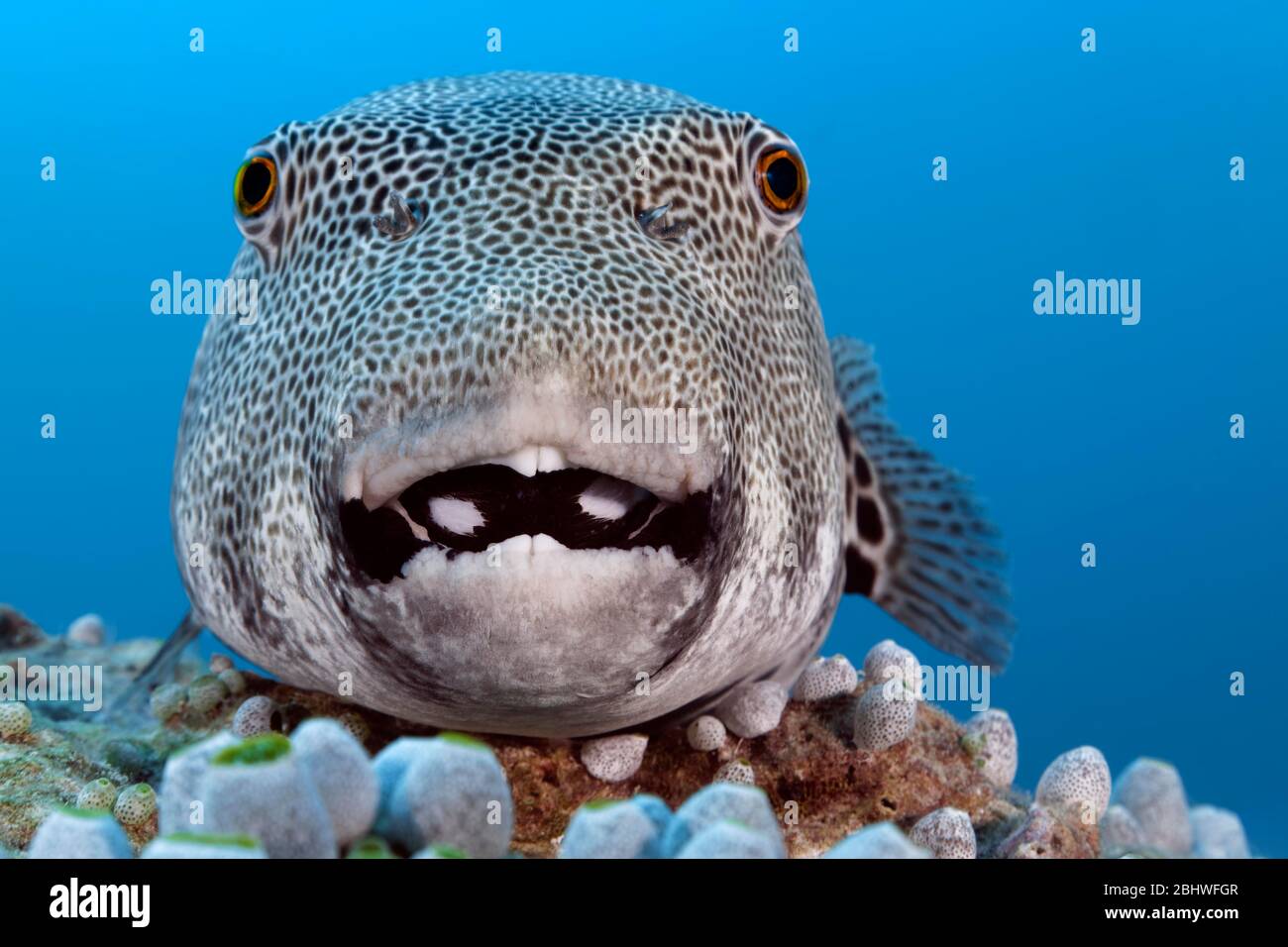 Sternpuffer (Arothron stellatus) von vorne, auf Koralle, Portrait, Indischer Ozean, Nord Male Atoll, Malediven Stockfoto