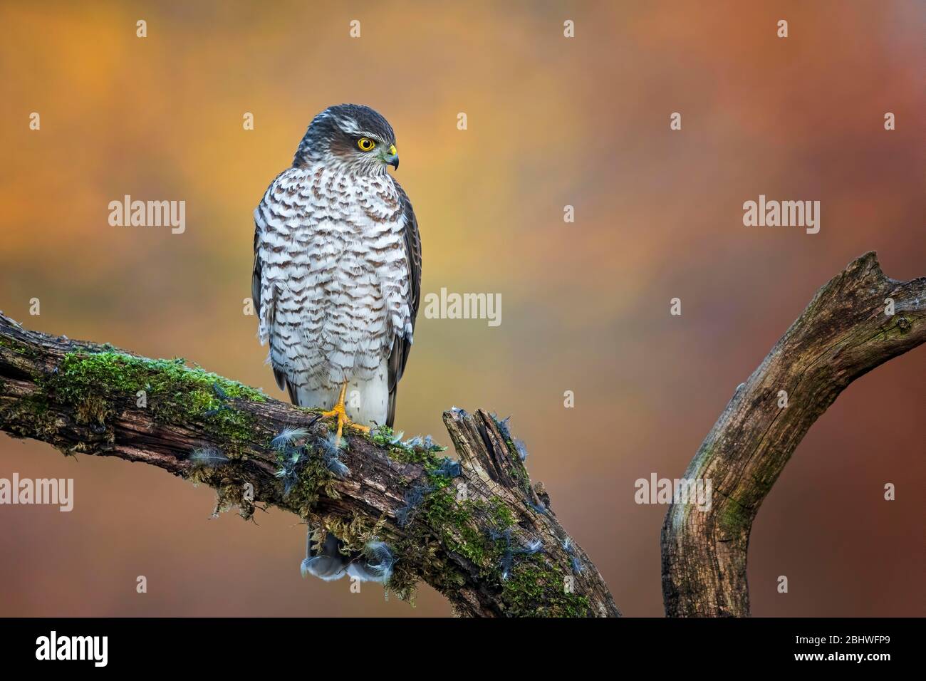Eurasischer Sperber (Accipiter nisus) auf Zupfgrund sitzend, Sachsen-Anhalt, Biosphärenreservat Mittelelbe, Deutschland Stockfoto