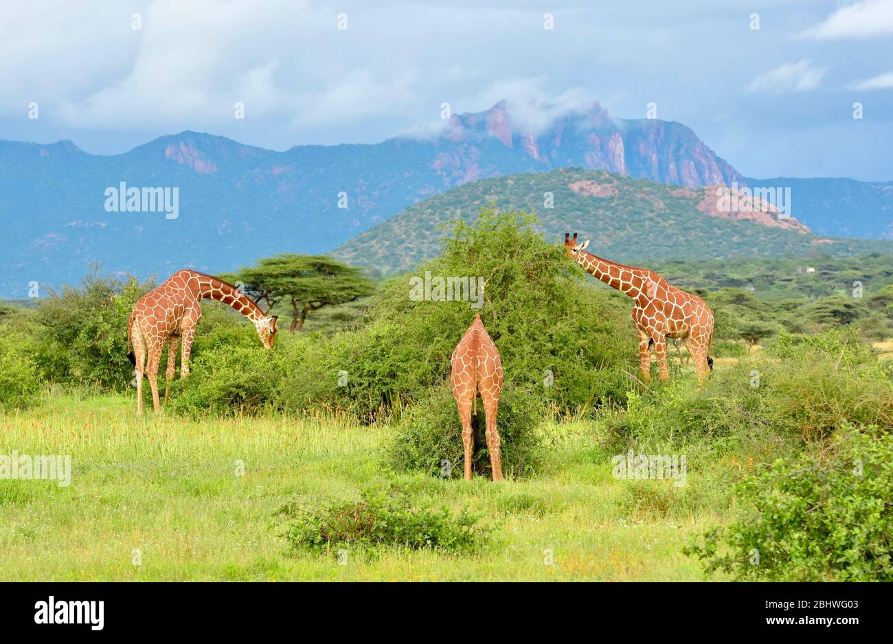 Netzgiraffe in üppigen Sommerbedingungen, Buffalo Springs Reserve, Kenia Stockfoto