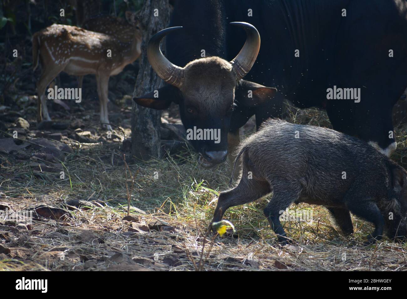 Spoted Hirsch ( Achse ) , Gaur ( indian bisan ) Wild Wildschwein Sus scrofa alle zusammen Stockfoto