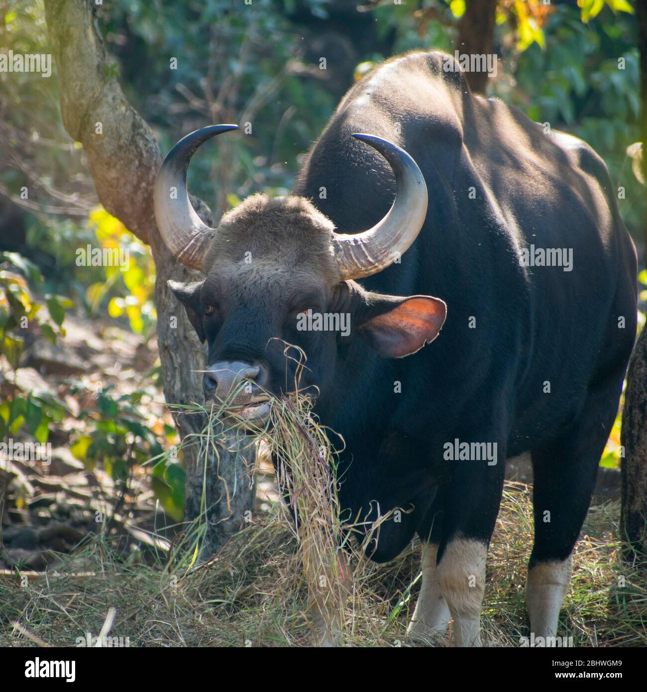 Der Gaur (Bos gaurus), auch Indischer Bison genannt Stockfoto