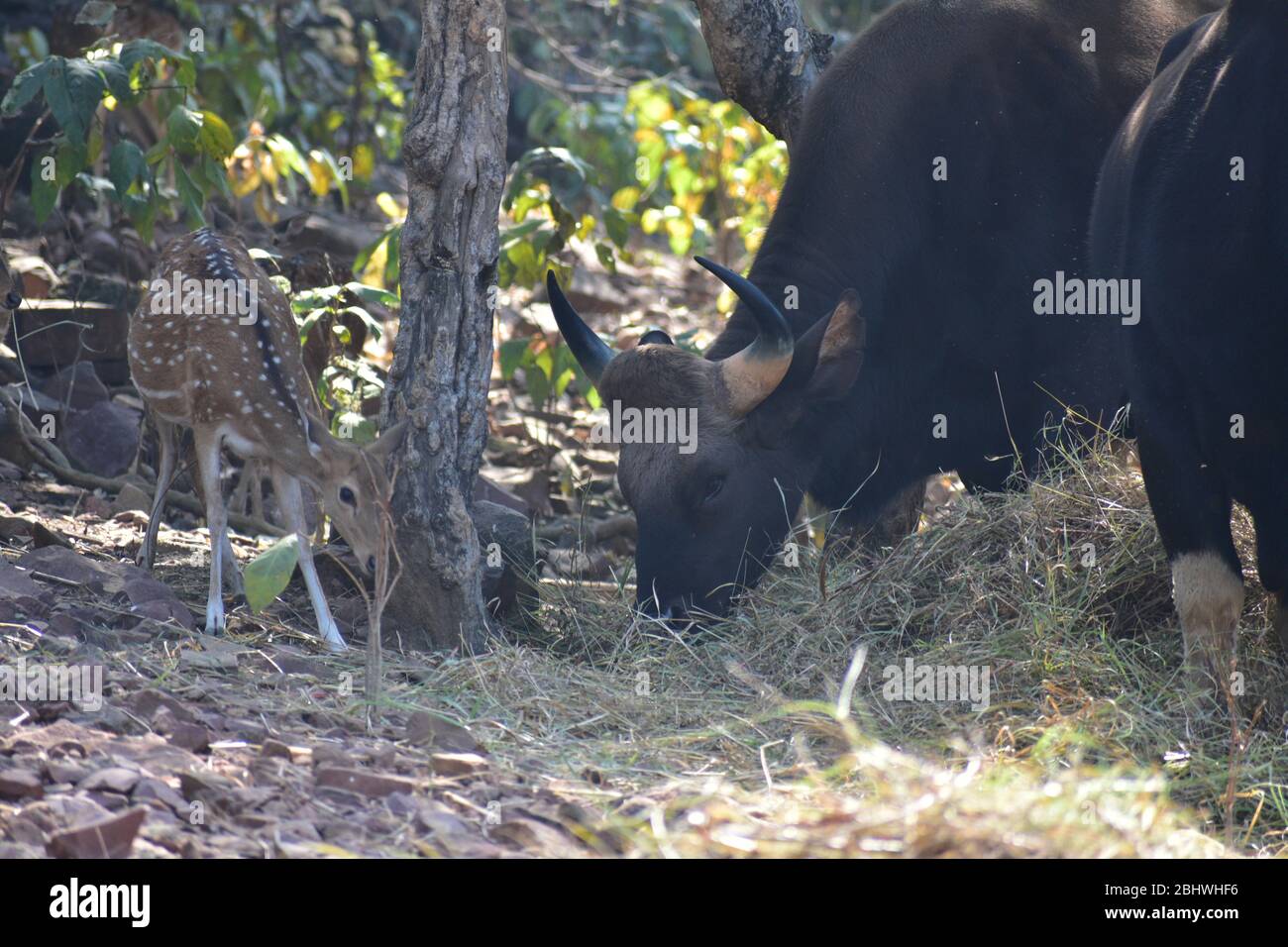 Spoted Hirsch ( Achse ) , Gaur ( indian bisan ) Wild Wildschwein Sus scrofa alle zusammen Stockfoto