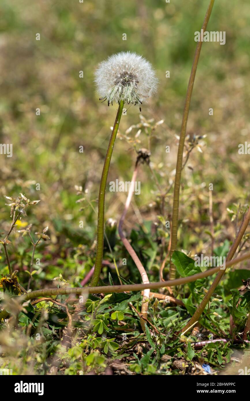 Löwenzahn, Stadt Isehara, Präfektur Kanagawa, Japan Stockfoto