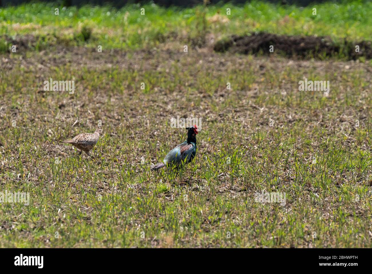 Ein Paar grüner Fasan auf Feld, Stadt Isehara, Präfektur Kanagawa, Japan Stockfoto