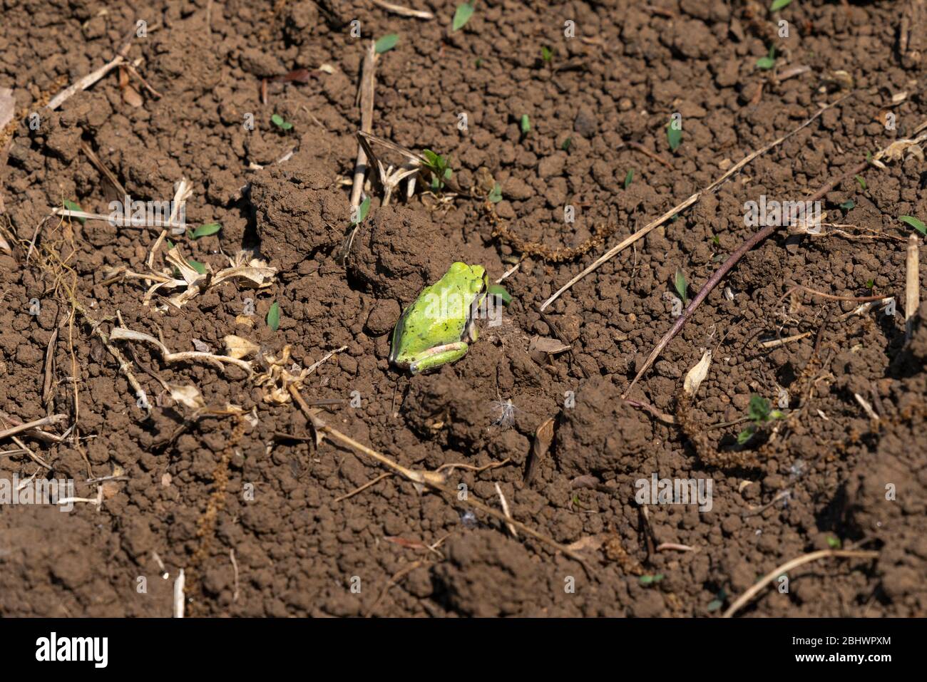 Japanischer Baumfrosch (Dryophytes japonicus) auf dem Reisfeld im Frühling, Stadt Isehara, Präfektur Kanagawa, Japan Stockfoto