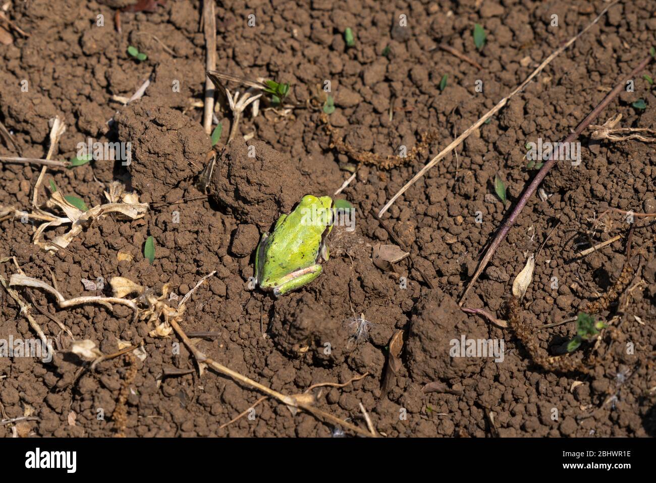 Japanischer Baumfrosch (Dryophytes japonicus) auf dem Reisfeld im Frühling, Stadt Isehara, Präfektur Kanagawa, Japan Stockfoto