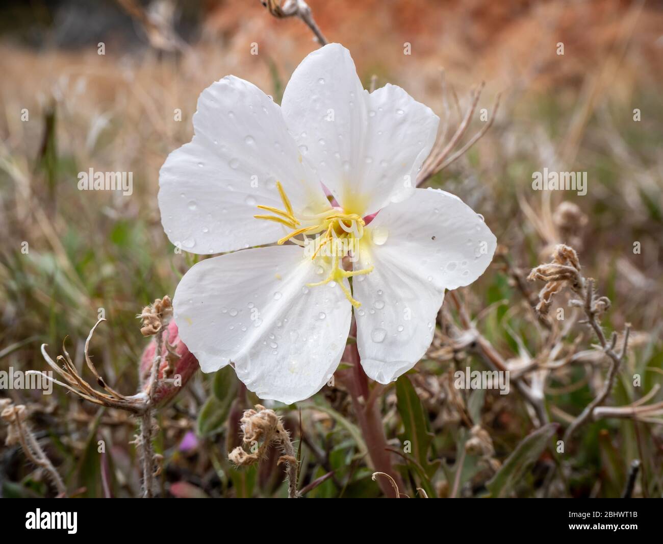 Zarte weiße Nachtkerze Wildblume mit Regentropfen Stockfoto