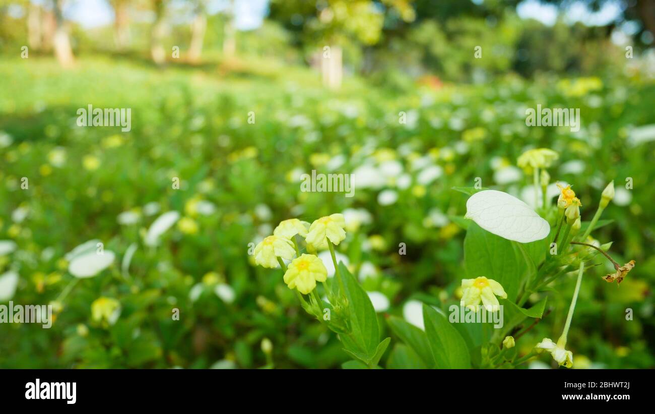 Landschaft Blick Gras und Blumen schön auf blauen Himmel background.Field Farm Blumen Lampang THAILAND.Grassland Landschaft Frühling und Sommer season.Pla Stockfoto