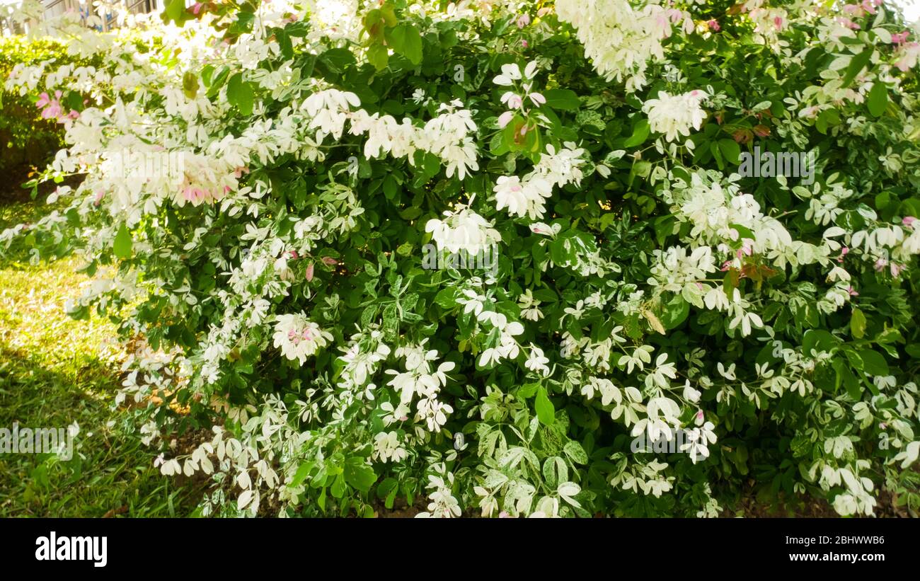 Wrightia religiosa benth Fotos und Bildmaterial in hoher Auflösung