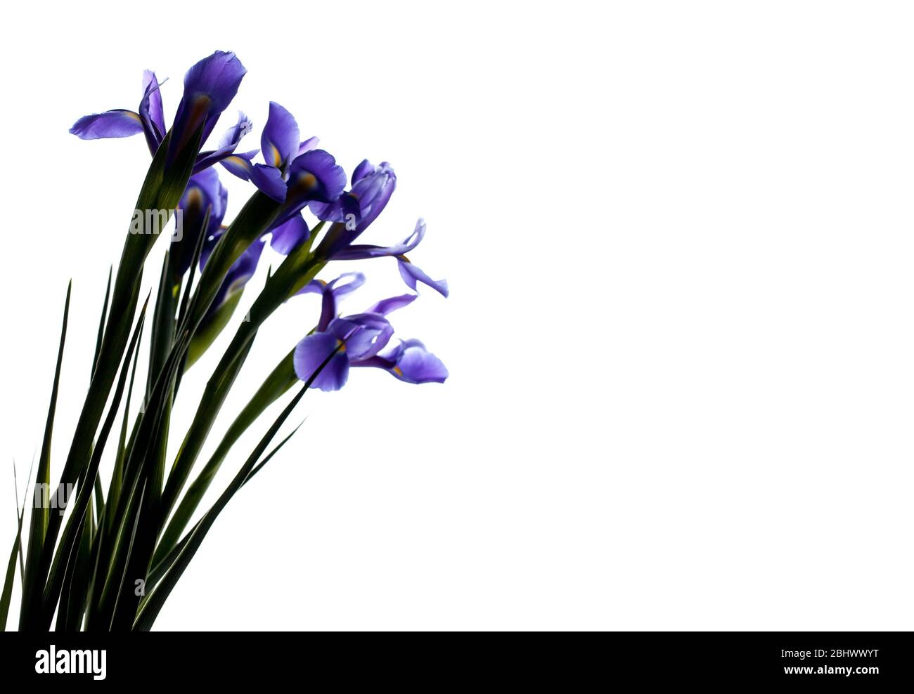 Iris Blumen Silhouette isoliert auf weißem Hintergrund, Foto mit selektivem Fokus und kopieren Raum Bereich. Iris Laevigata Stockfoto