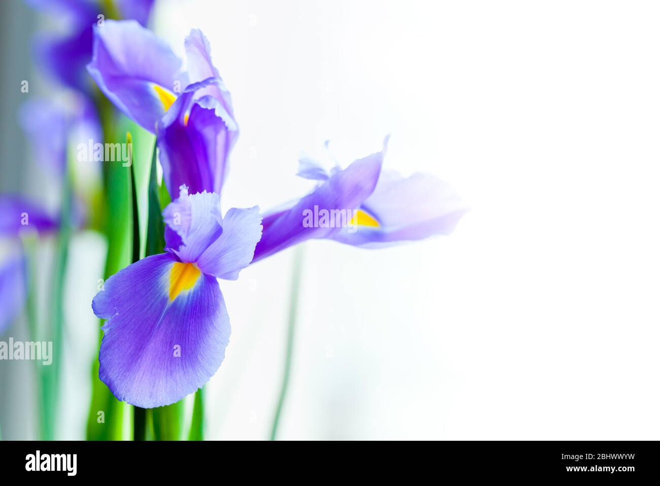 Japanische Iris Blume isoliert auf weiß, Makro-Foto mit selektivem Fokus. Iris Laevigata Stockfoto