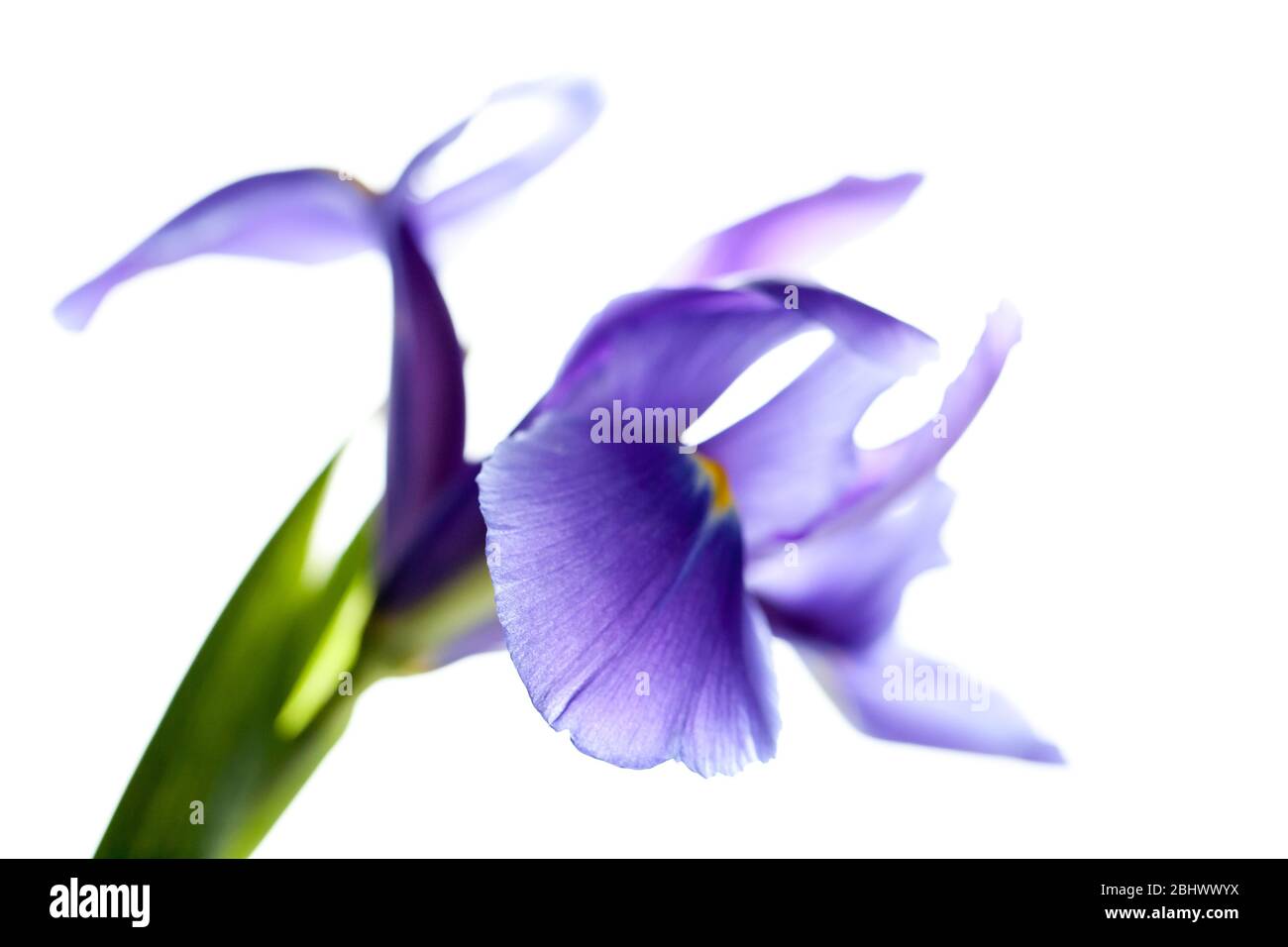 Iris Blume isoliert auf weiß, Makro-Foto mit selektivem Fokus. Iris Laevigata Stockfoto