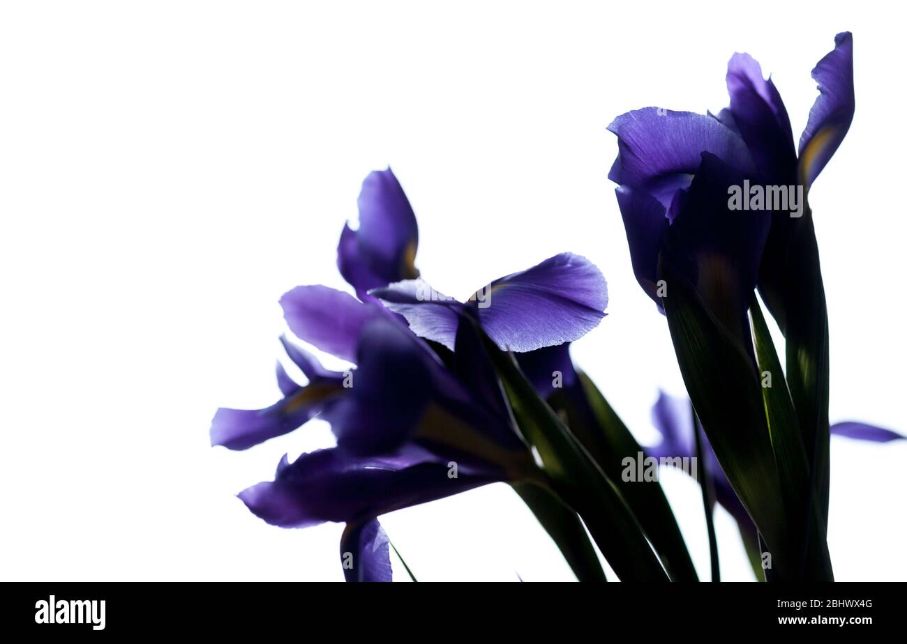Iris Blumen Silhouette isoliert auf weißem Hintergrund, Nahaufnahme Foto mit selektivem Fokus. Iris Laevigata Stockfoto