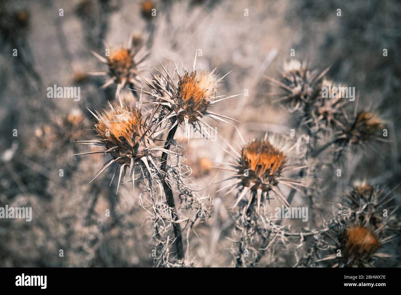Trockene dornige Blüten, Nahaufnahme mit weichem selektivem Fokus Stockfoto
