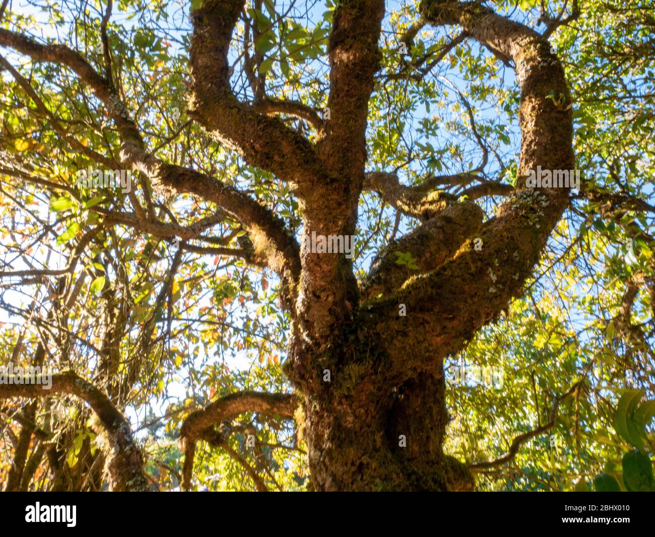 Schöne Herbstwald Natur. Lebhafter Morgen im bunten Wald mit Sonnenstrahlen durch Äste von Bäumen. Landschaft von Pflanze mit Sonne im Freien in Tha Stockfoto