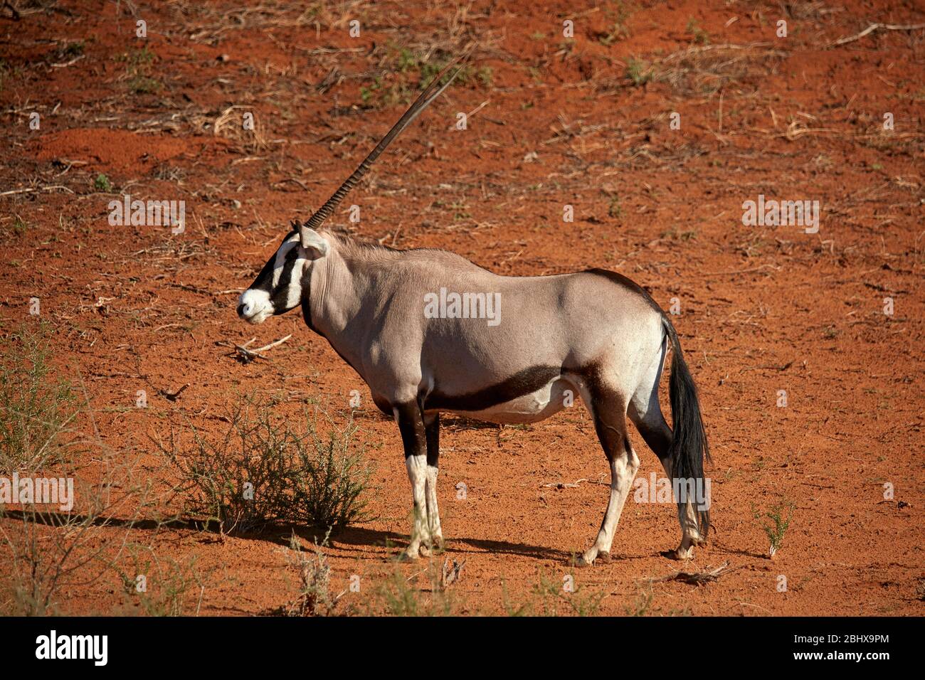 Oryx (Oryx gazella), Kgalagadi Transfrontier Park, Südafrika Stockfoto