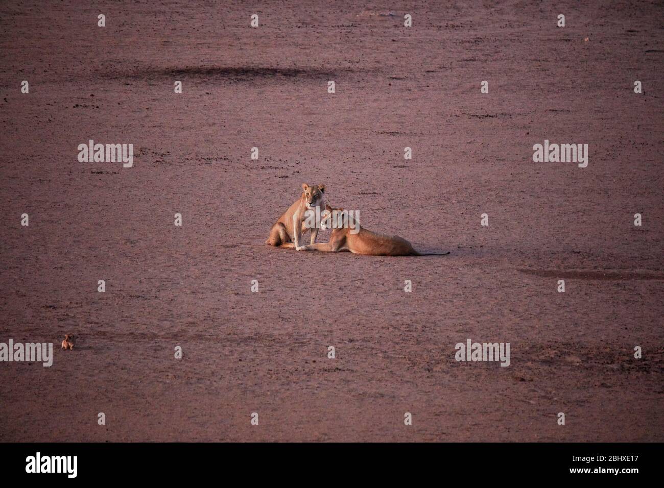 Löwinnen und Jungtier (Panthera leo), von Kalahari Tented Camp, Kgalagadi Transfrontier Park, Südafrika Stockfoto