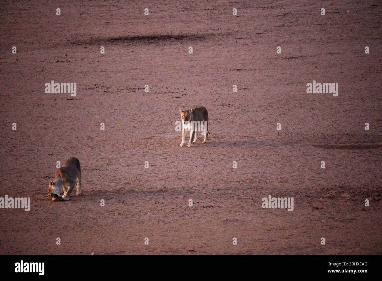 Löwinnen und Jungtier (Panthera leo), von Kalahari Tented Camp, Kgalagadi Transfrontier Park, Südafrika Stockfoto