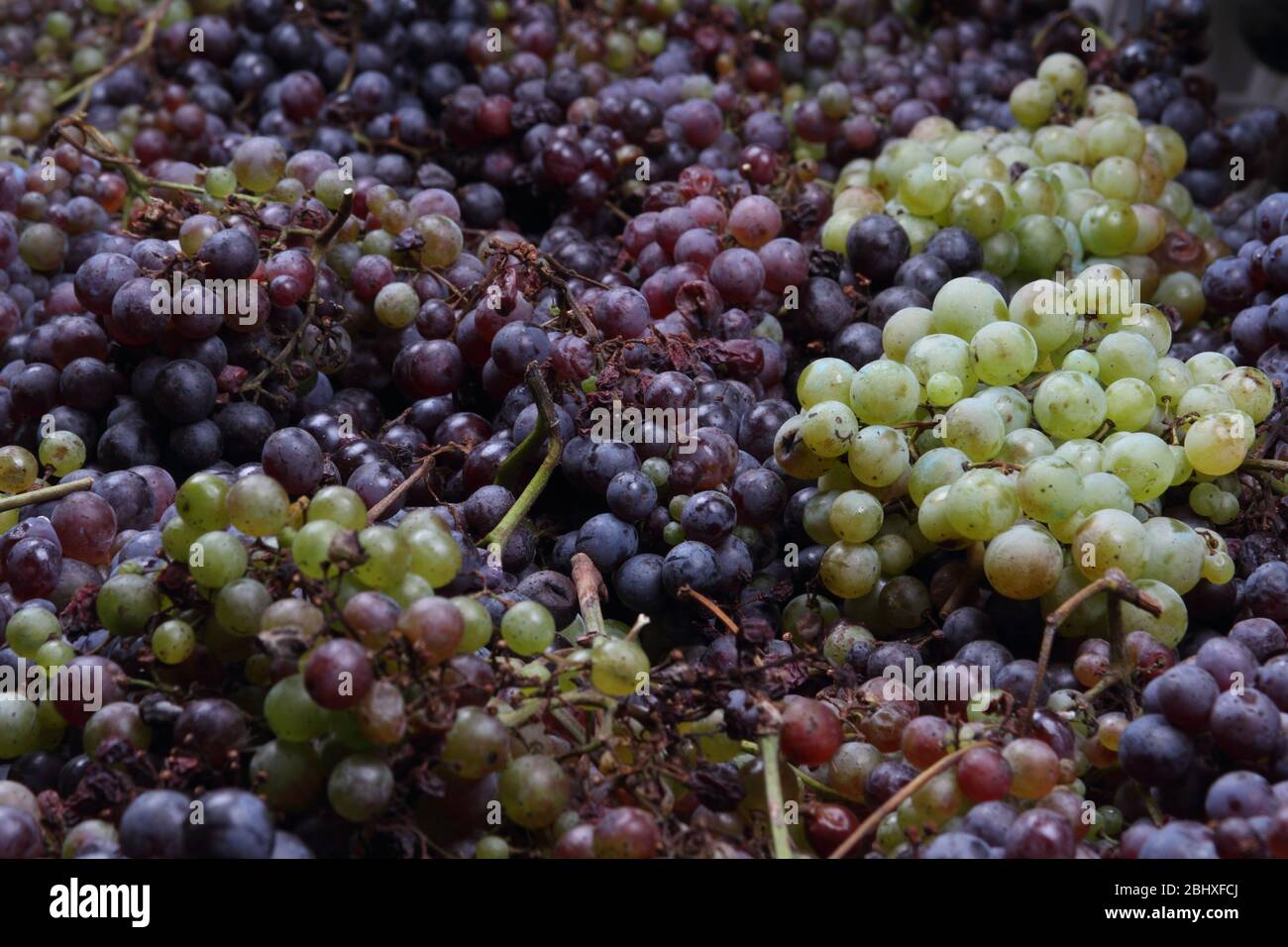 Der Trester der Ernte mit der traditionellen Methode Stockfoto