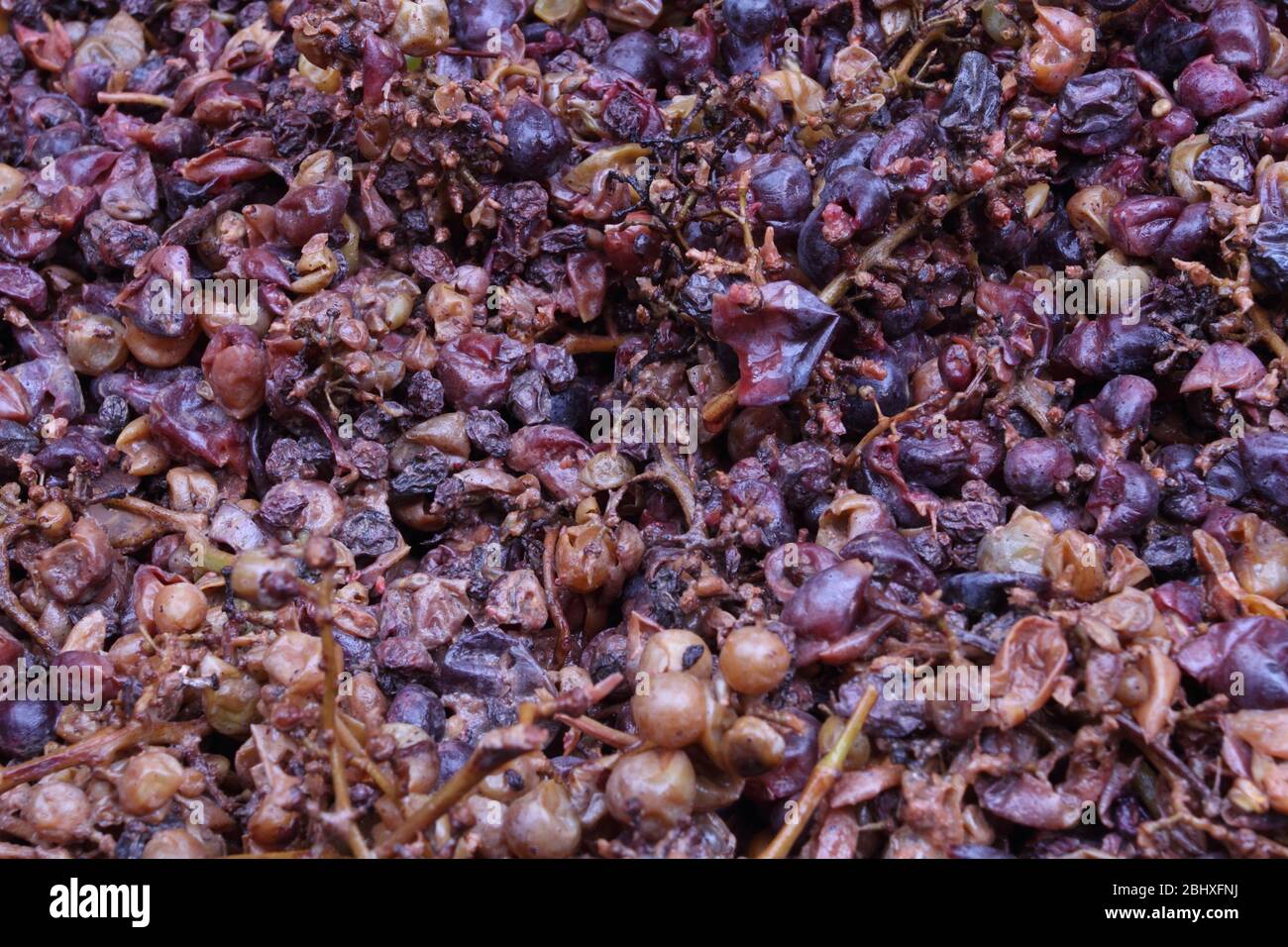 Der Trester der Ernte mit der traditionellen Methode Stockfoto