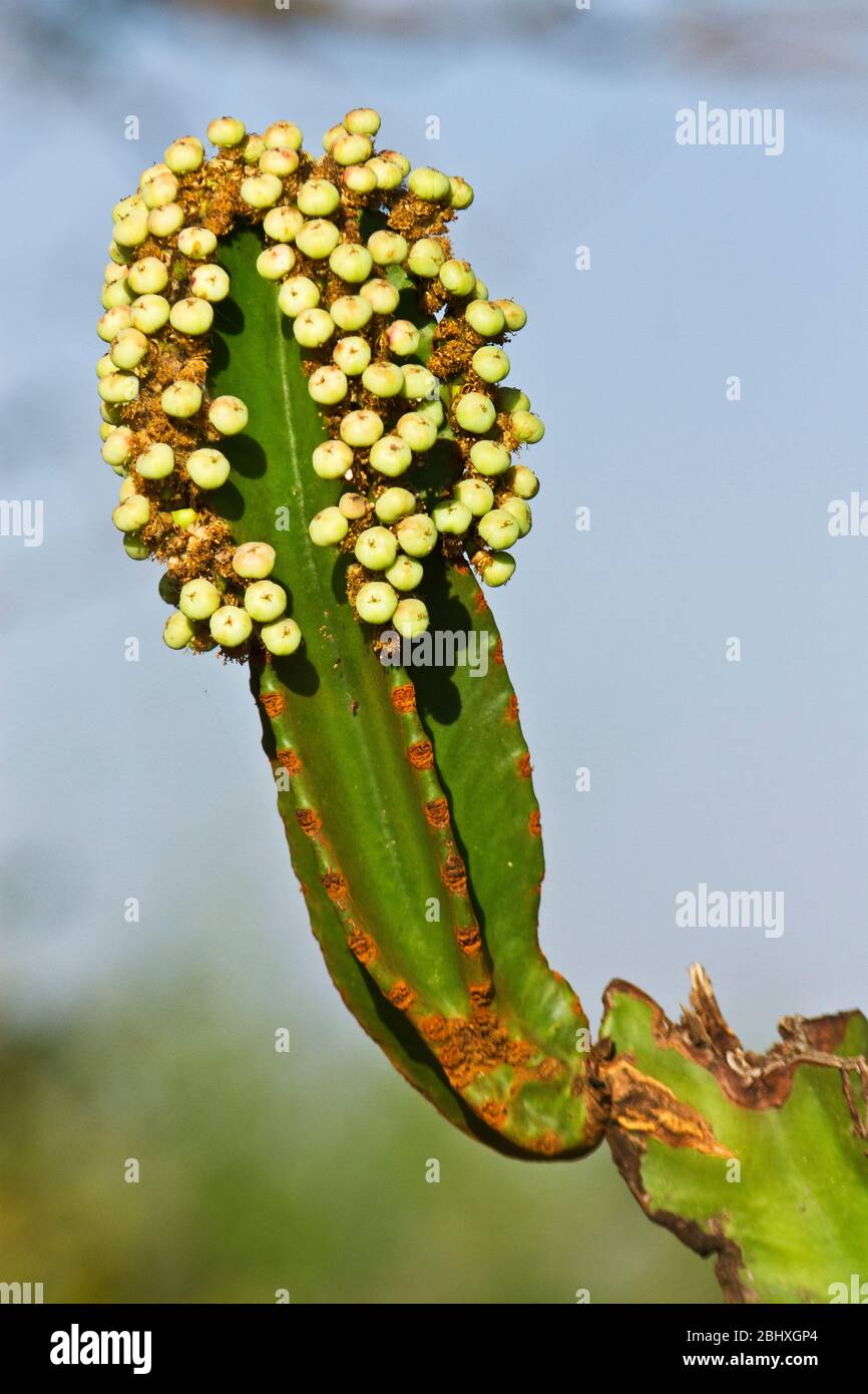 Der Euphorbia oder Candelabra Baum ist eine ausgeprägte Sukkulente, die in den trockenen, heißen Regionen Afrikas gefunden wird. Ausgezeichnet beim Wasserkonserven Stockfoto