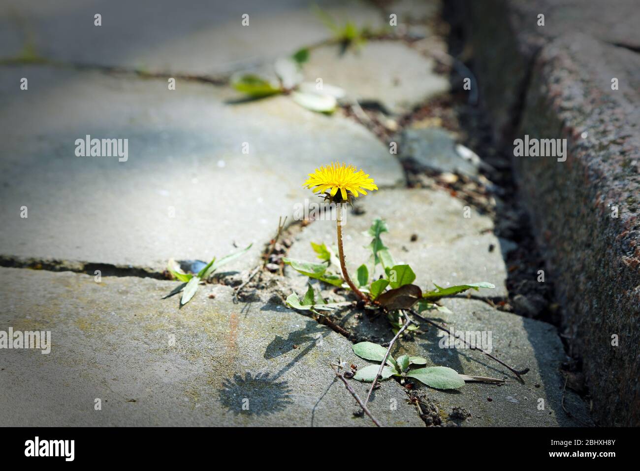 Schöne Löwenzahn Blume wächst durch Asphalt Stockfoto