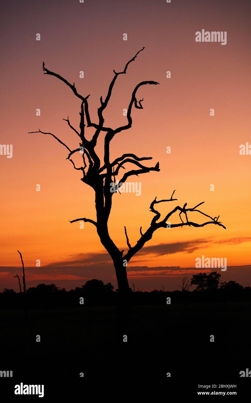 Sonnenuntergang und toter Baum, Kruger Nationalpark, Südafrika Stockfoto