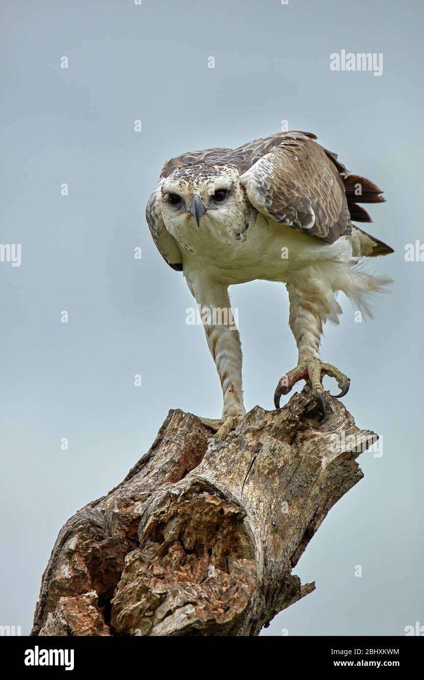 Unreifer Martial Eagle (Polemaetus bellicosus), Kruger National Park, Südafrika Stockfoto