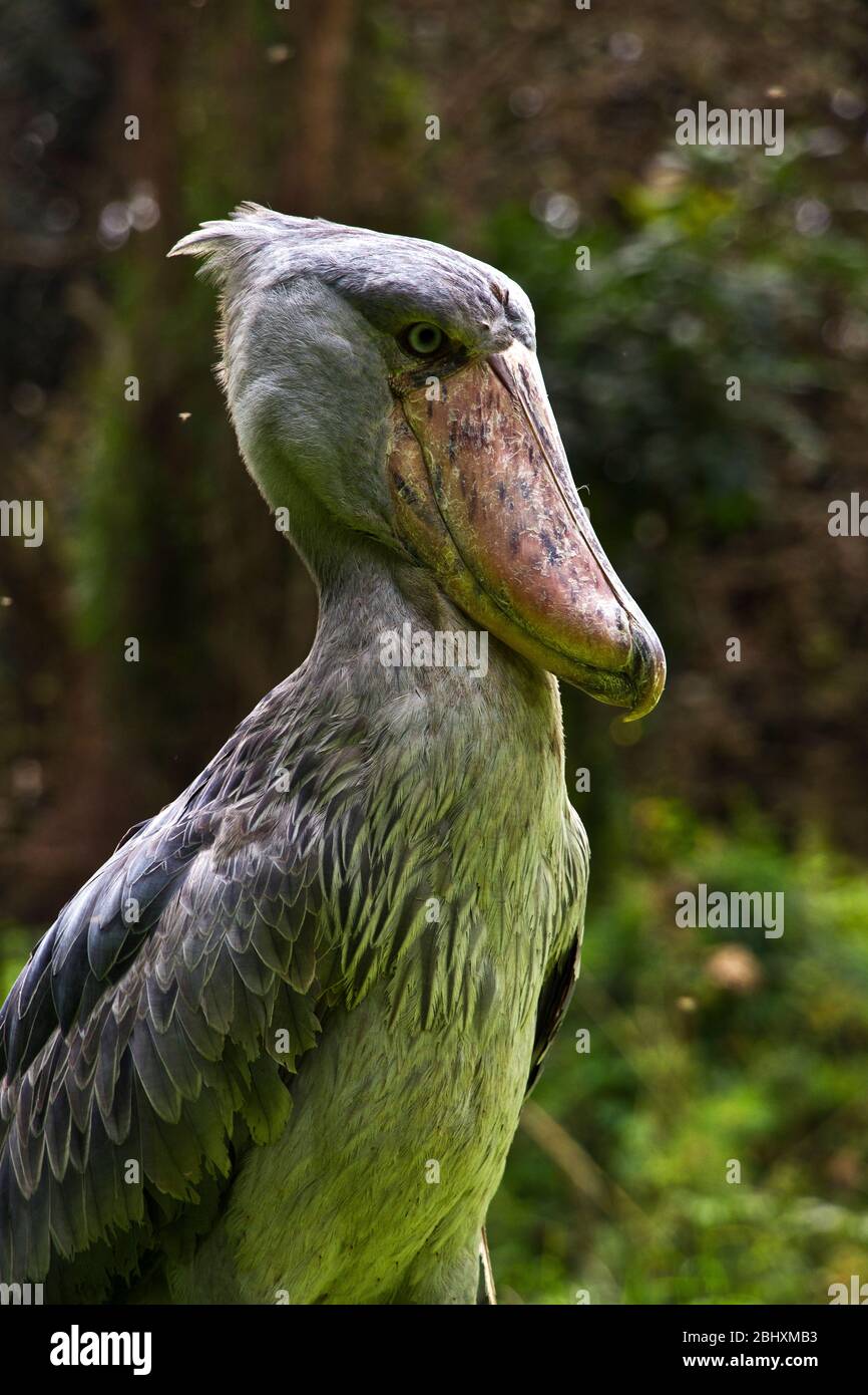 Der Schoebill ist ein einzigartiger Vogel, der nur in den Feuchtgebieten und Sümpfen Ost- und Zentralafrikas gefunden wird. Jüngste Forschung hat gezeigt, dass Thatits DNA sie mit verbindet Stockfoto