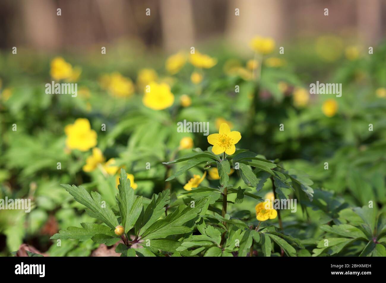 Gelbe Anemone-Butterblume in einem Wald. Frühling wilde Blumen mit Blättern Stockfoto