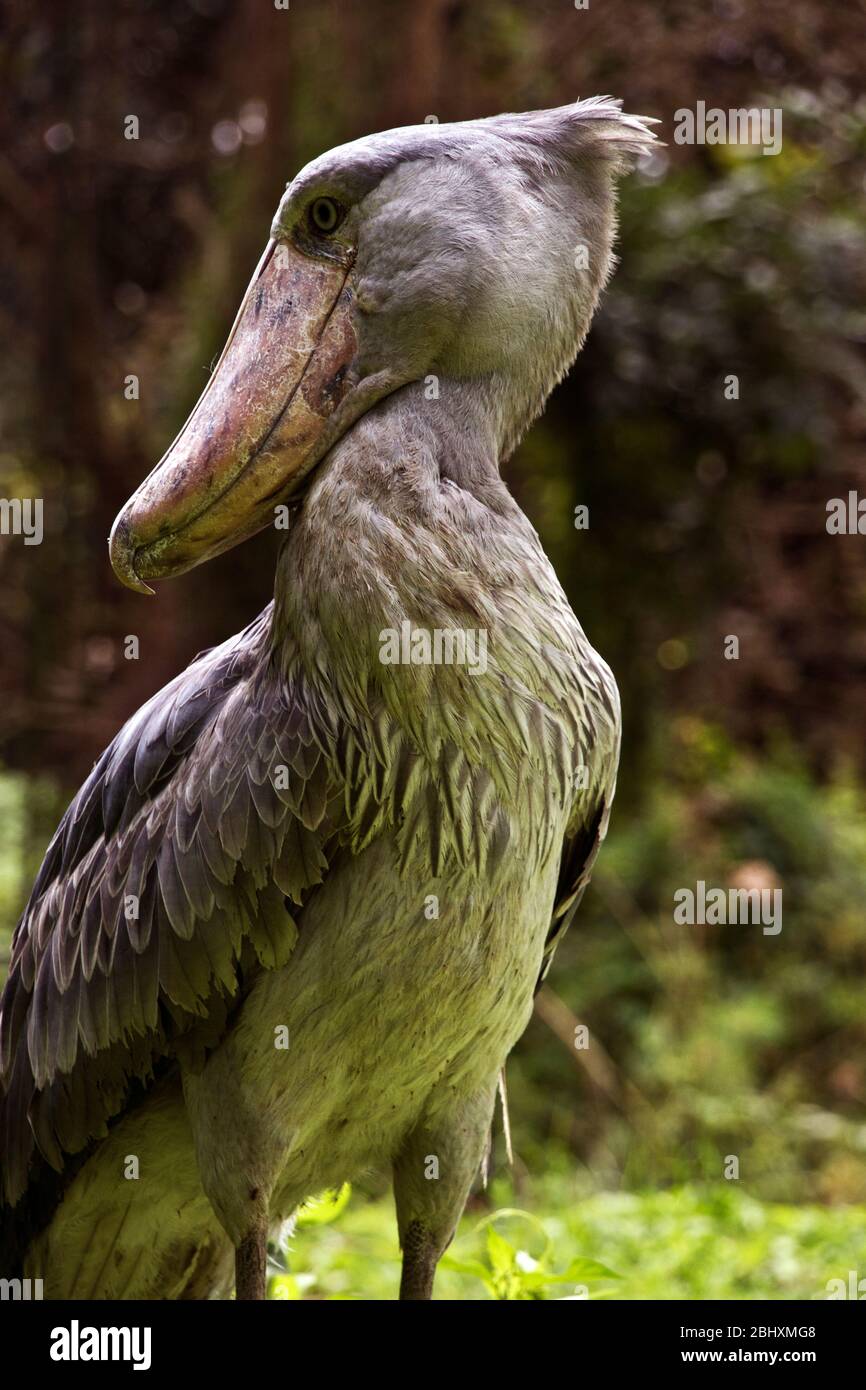 Der Schoebill ist ein einzigartiger Vogel, der nur in den Feuchtgebieten und Sümpfen Ost- und Zentralafrikas gefunden wird. Stockfoto