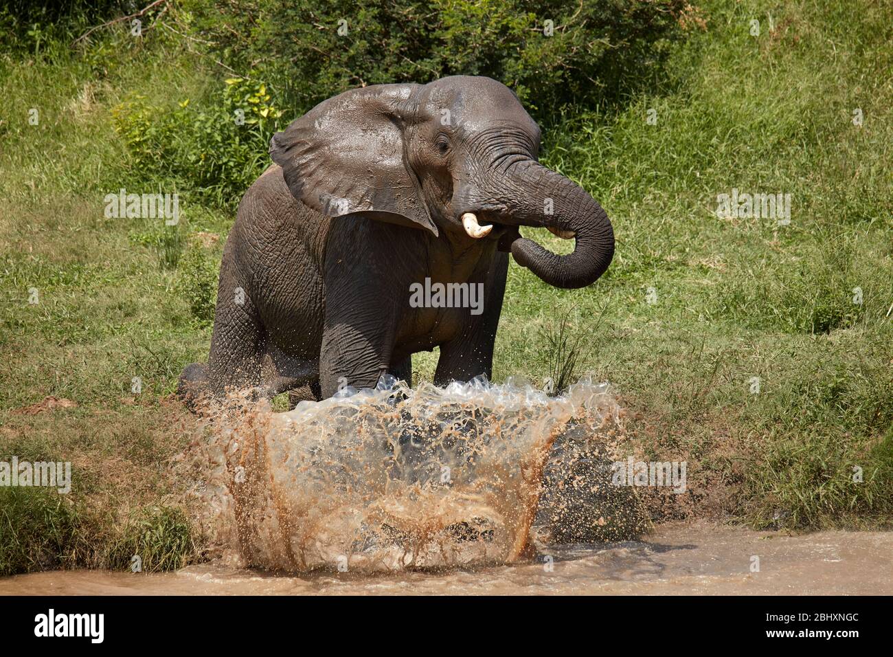 Elefant (Loxodonta africana), der in Wasserloch spritzt, Berg-en-Dal, Kruger Nationalpark, Südafrika Stockfoto