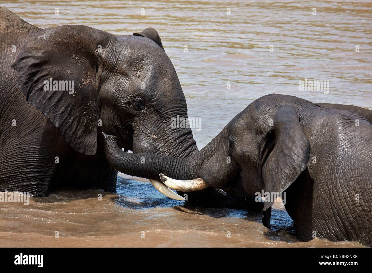 Elefanten (Loxodonta africana) kämpfen am Wasserloch, Berg-en-Dal, Kruger National Park, Südafrika Stockfoto