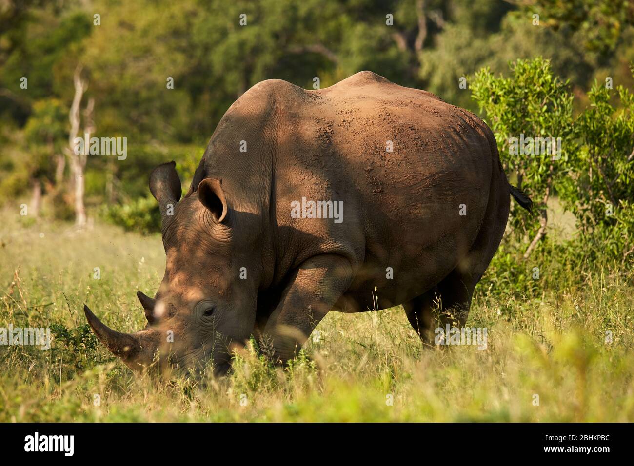 Südliche Breitmaulnashorn (Ceratotherium Simum Simum), Krüger Nationalpark, Südafrika Stockfoto