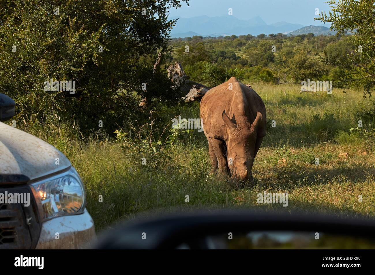 Südliche Weißnashorn (Ceratotherium simum simum) und 4x4, Kruger Nationalpark, Südafrika Stockfoto