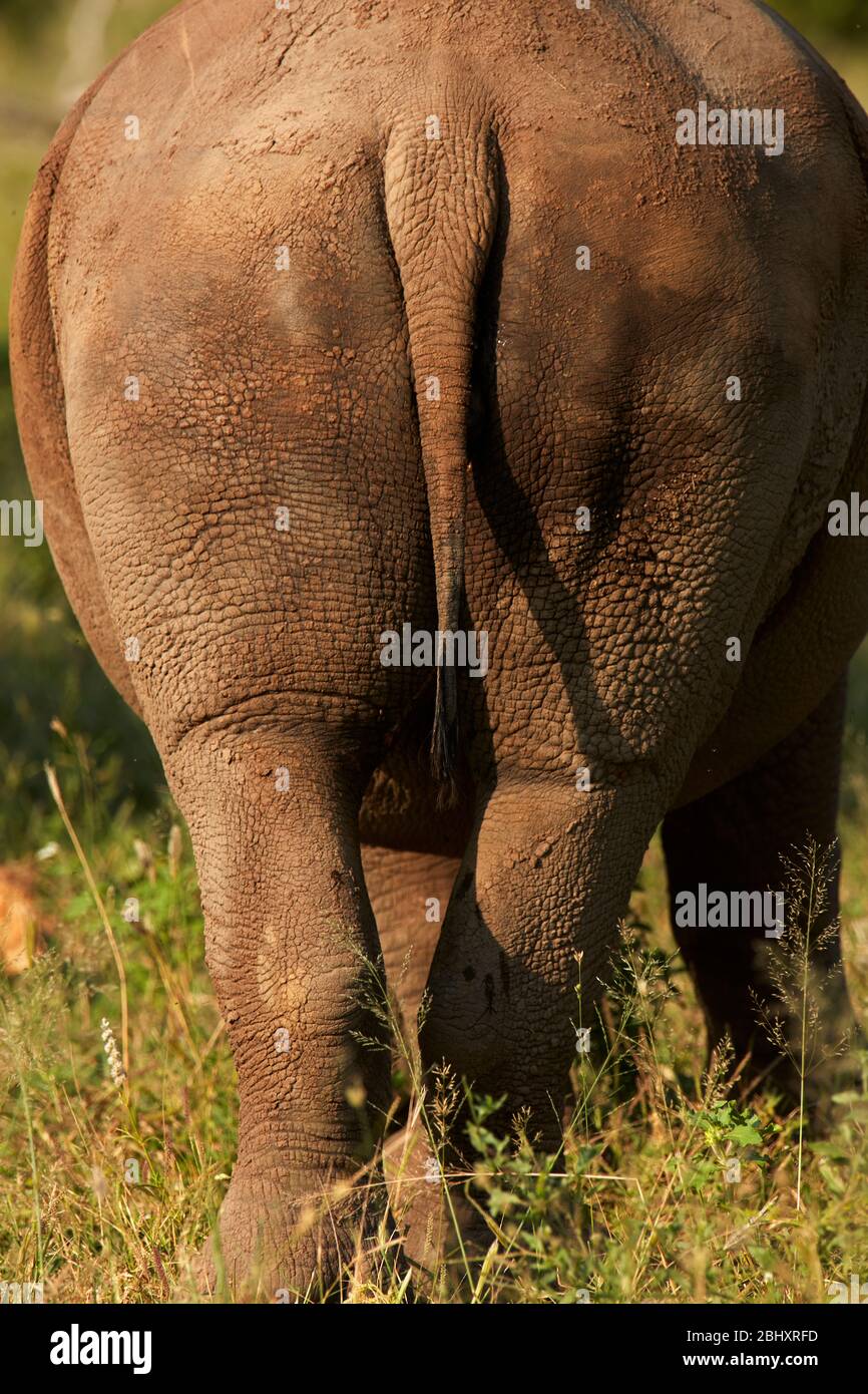 Boden des südlichen weißen Nashorns (Ceratotherium simum simum), Kruger National Park, Südafrika Stockfoto