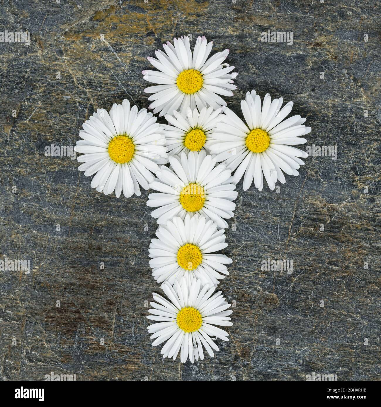 Christliches Kreuz aus gelben weißen Gänseblümchen auf einem grauen Schieferteller Stockfoto