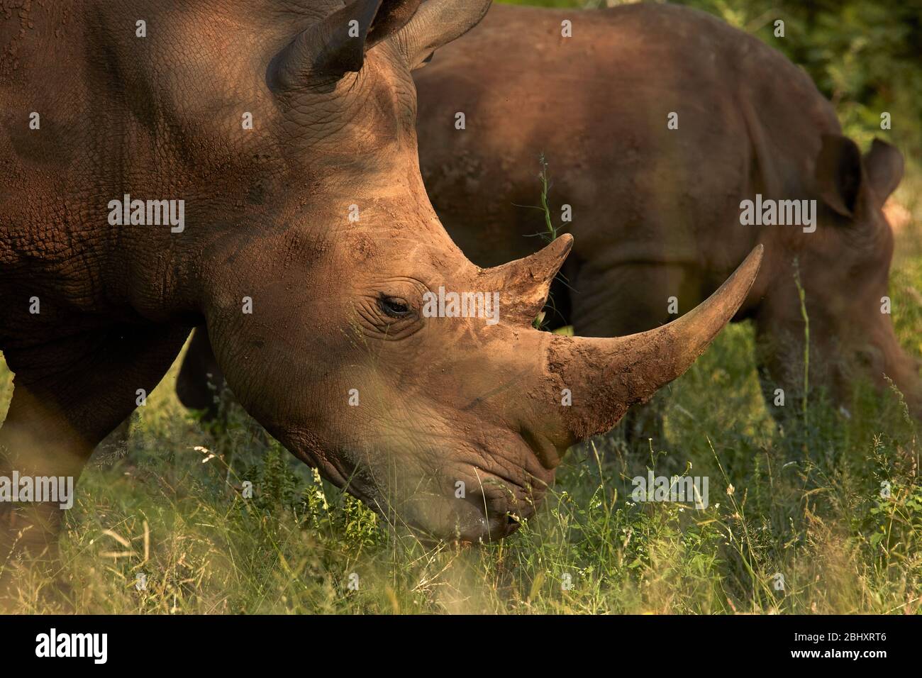 Südliche Breitmaulnashorn (Ceratotherium Simum Simum), Krüger Nationalpark, Südafrika Stockfoto