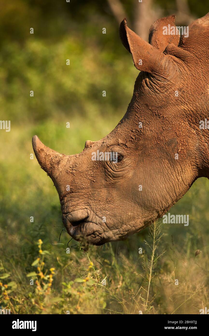 Südliche Breitmaulnashorn (Ceratotherium Simum Simum), Krüger Nationalpark, Südafrika Stockfoto