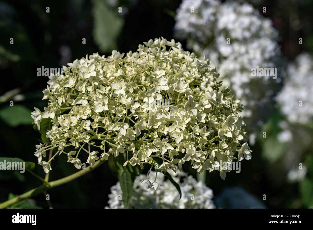 Hortensia Blütenkopf Stockfoto